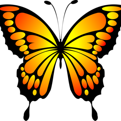 motyl-zsp motyl-zsp