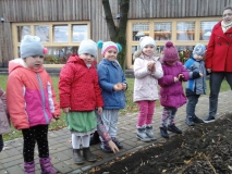 Sadzimy cebulki tulipanów-\"Zajaczki\"