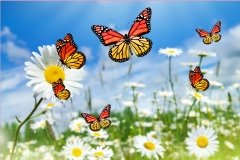 Summer bright landscape with beautiful wild flowers camomiles. Daisies in the field.