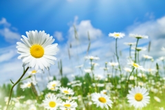 Summer bright landscape with beautiful wild flowers camomiles. Daisies in the field.