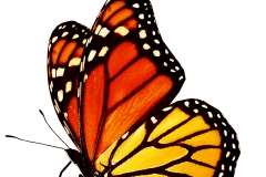 Three color butterflies, isolated on white