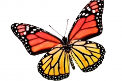 Orange butterfly , isolated on white