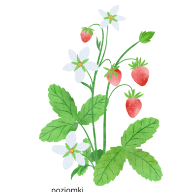 Poziomi Poziomi
