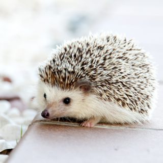 hedgehog-468228_1920